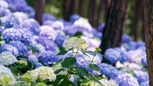 芬芳大餐來襲 初夏的武漢,這些 花事 盛宴值得期待